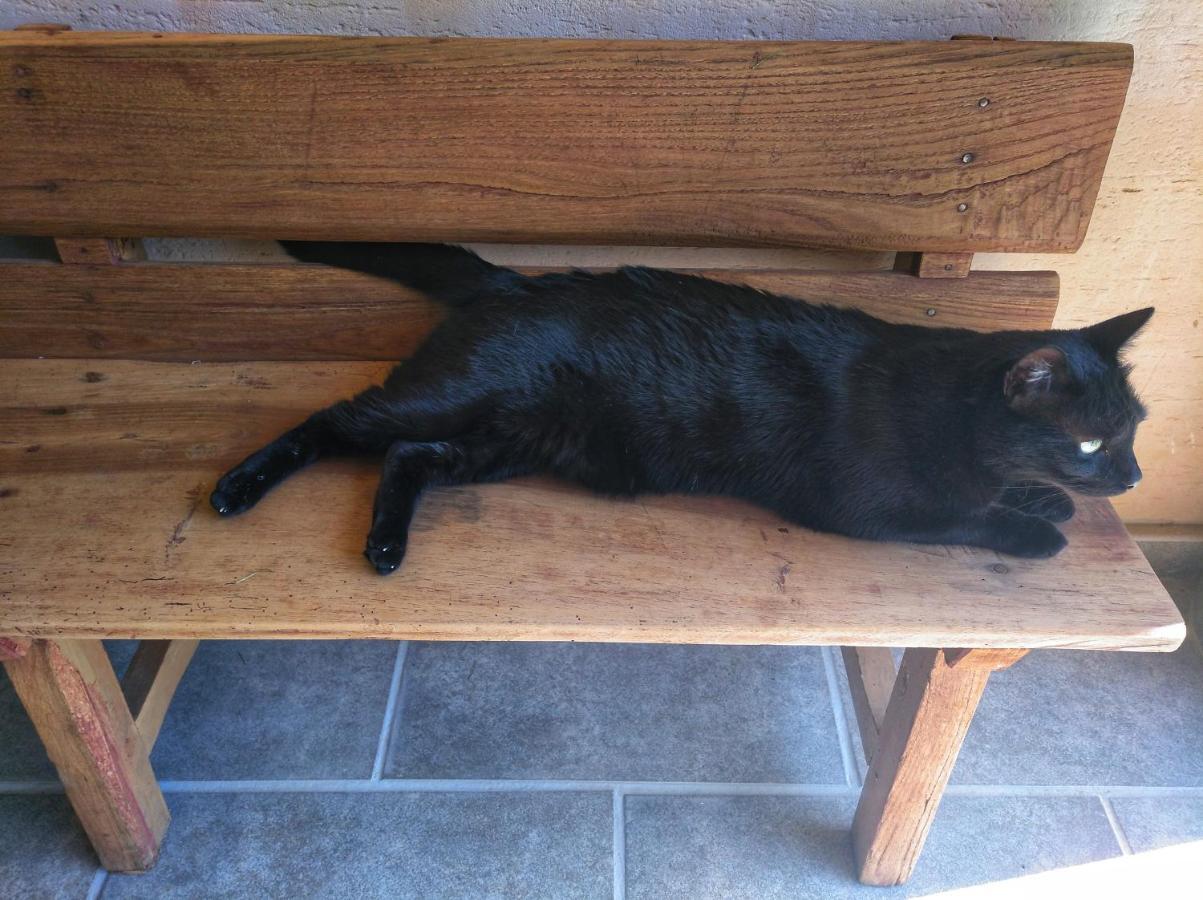 El Gato Negro